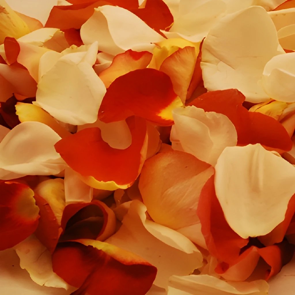 Buy Wholesale Terracotta Brown Creamsicle Fresh Rose Petals in Bulk